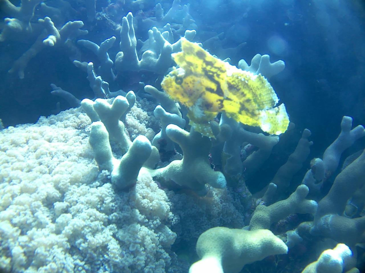 Wakatobi Patuno Diving And Beach Resort By Sahid Wanci Экстерьер фото