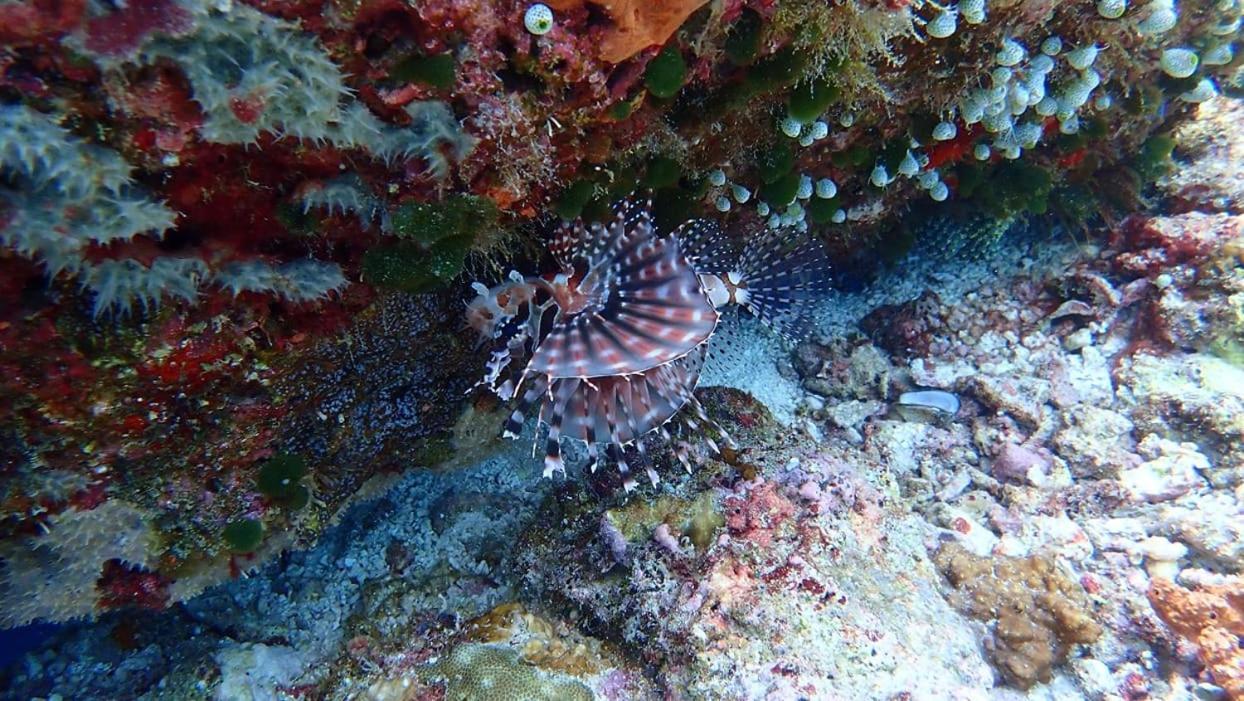 Wakatobi Patuno Diving And Beach Resort By Sahid Wanci Экстерьер фото