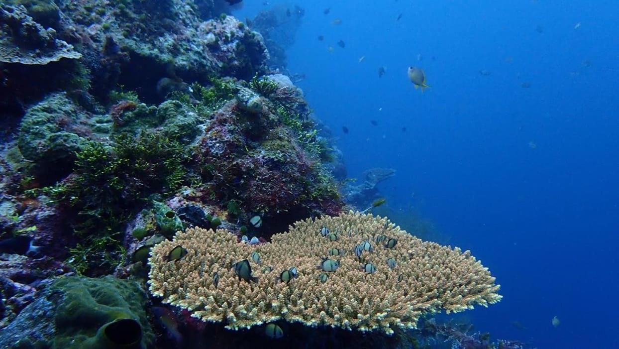 Wakatobi Patuno Diving And Beach Resort By Sahid Wanci Экстерьер фото