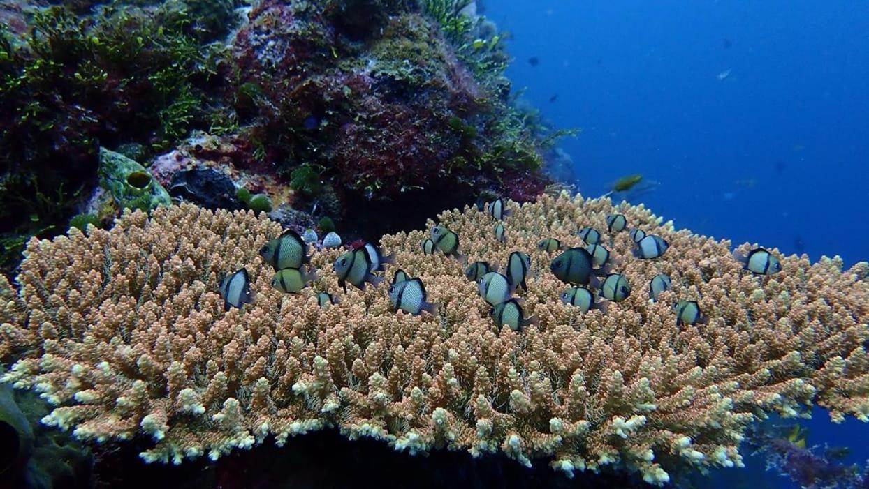 Wakatobi Patuno Diving And Beach Resort By Sahid Wanci Экстерьер фото
